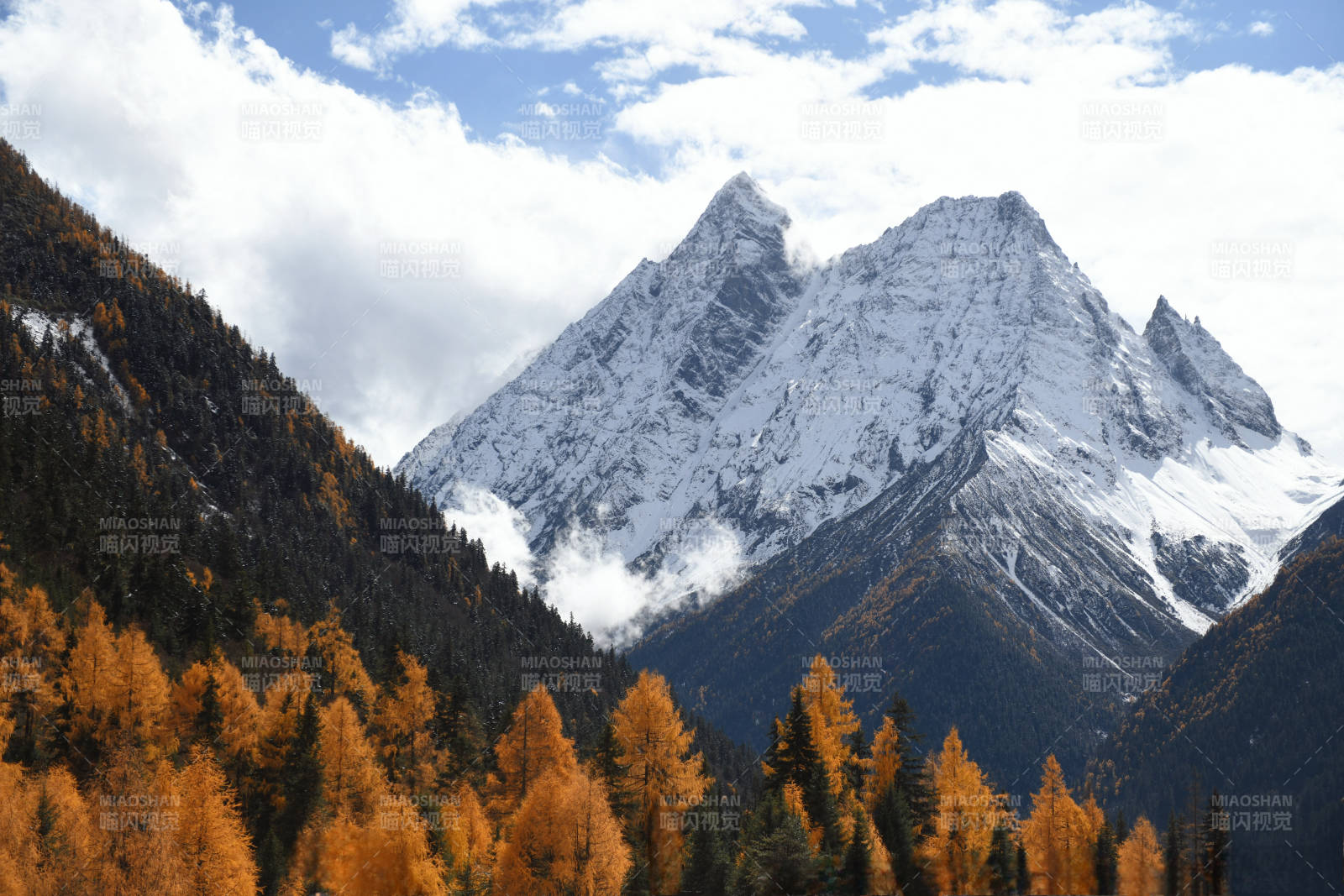 四川四姑娘山 雪山秋林 金黄映雪图片