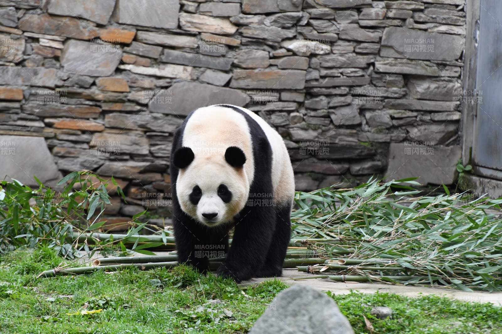 熊猫在竹林中漫步图片