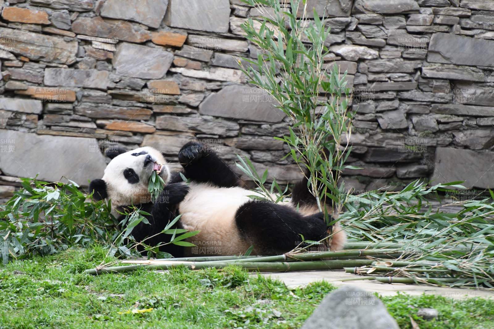 熊猫悠闲吃竹子图片