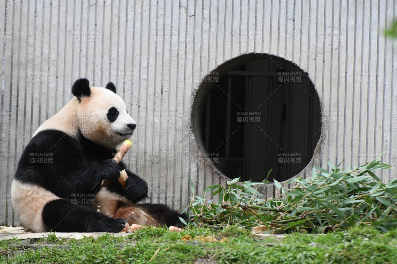 熊猫悠闲吃竹子图片