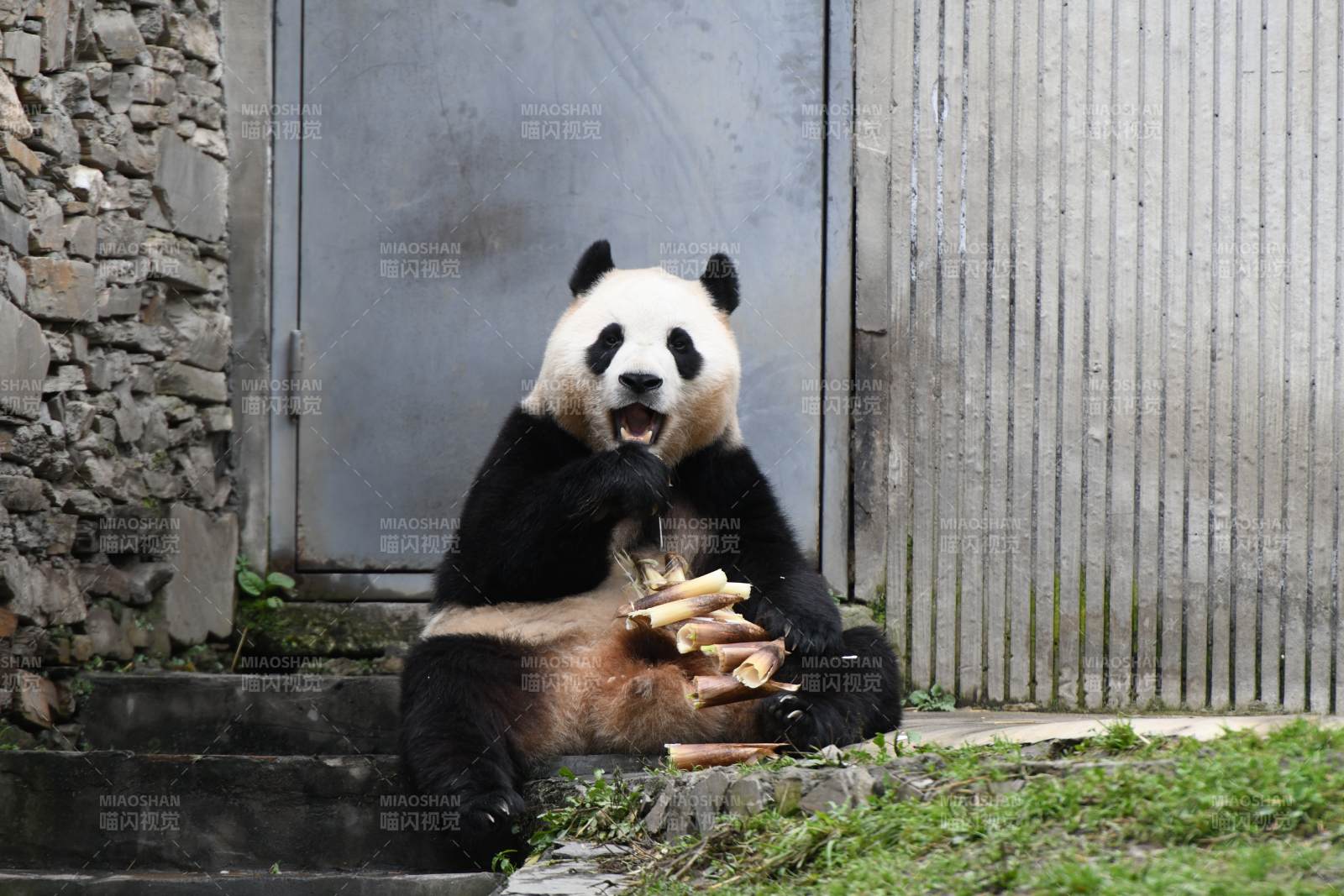 熊猫享受美食时光图片