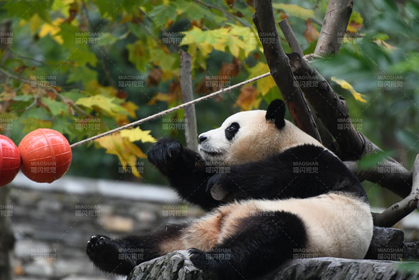熊猫树上悠闲玩耍图片