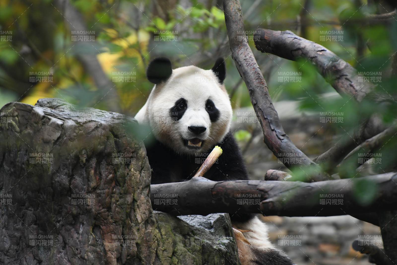 熊猫树上吃竹子图片