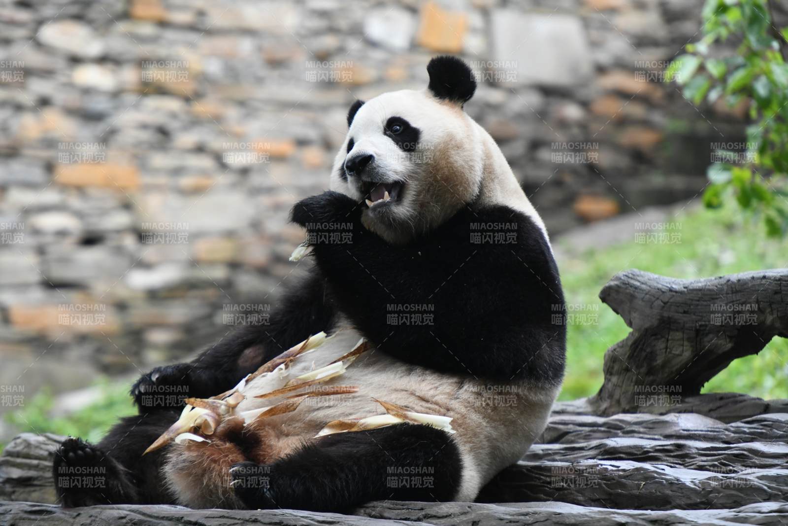 熊猫悠闲啃竹枝图片