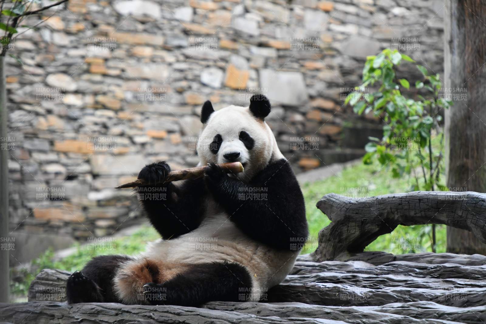 熊猫悠闲地吃竹子图片