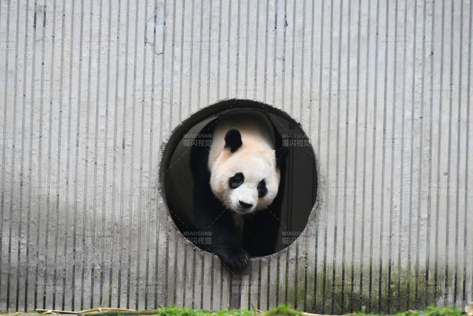 熊猫探头圆洞好奇望图片