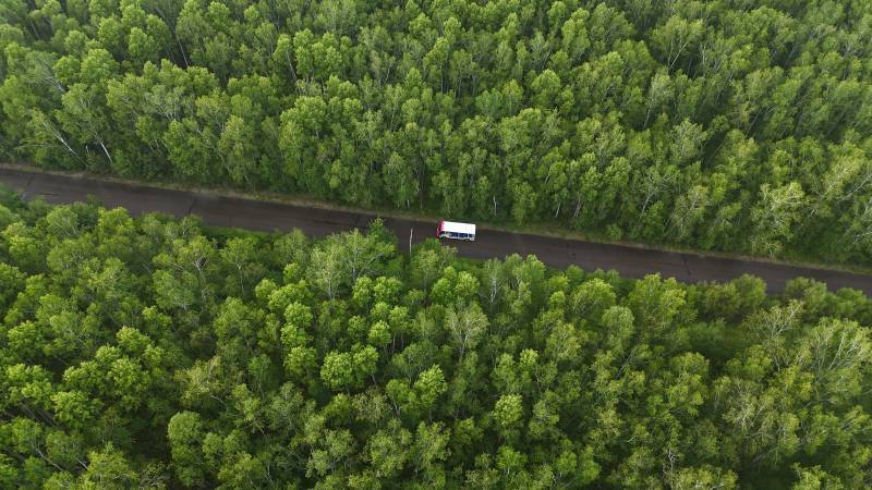 中国内蒙古呼伦贝尔额尔古纳-白桦林景区图片