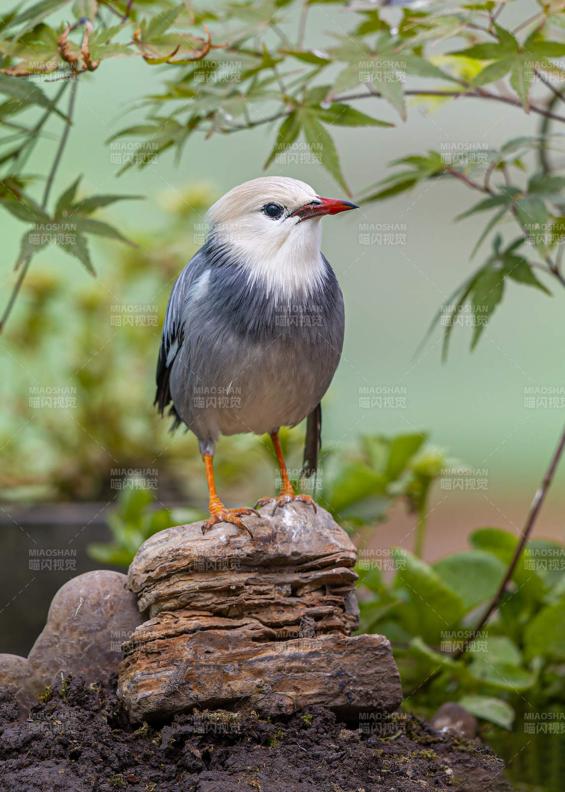 静立石上的小鸟图片