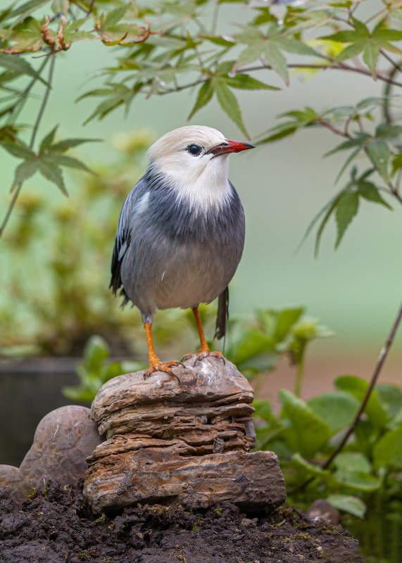 静立石上的小鸟图片