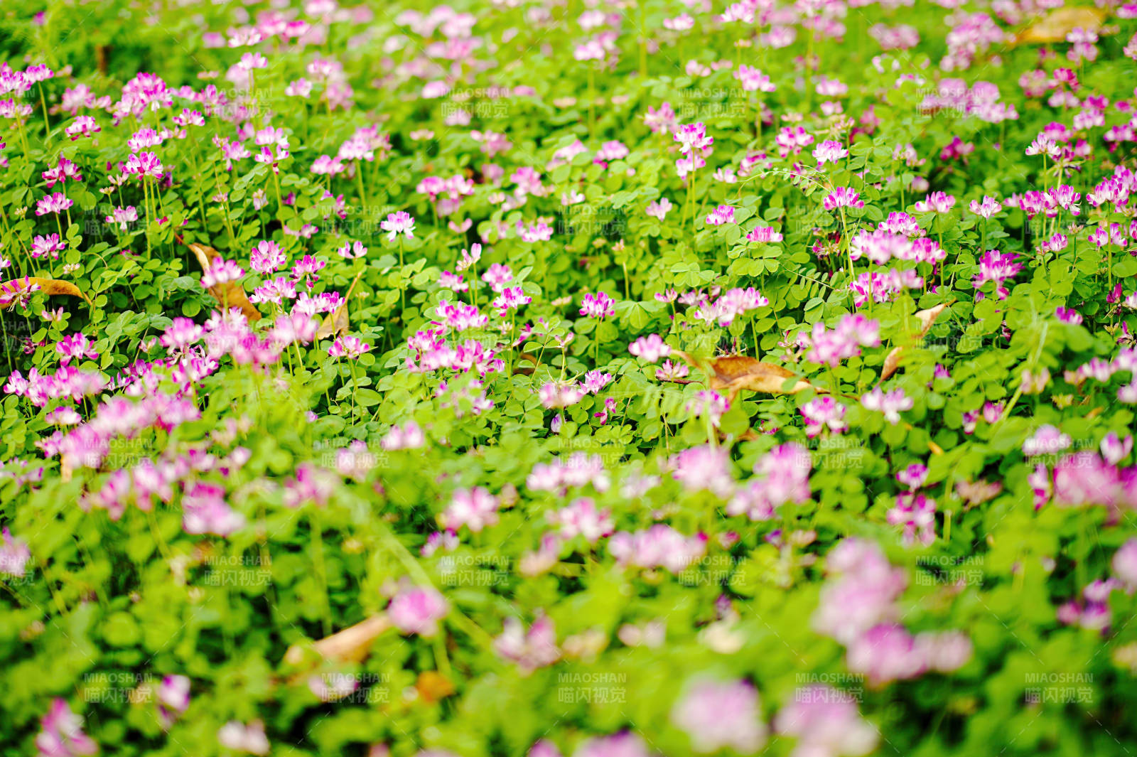 紫花地丁盛开的春天图片