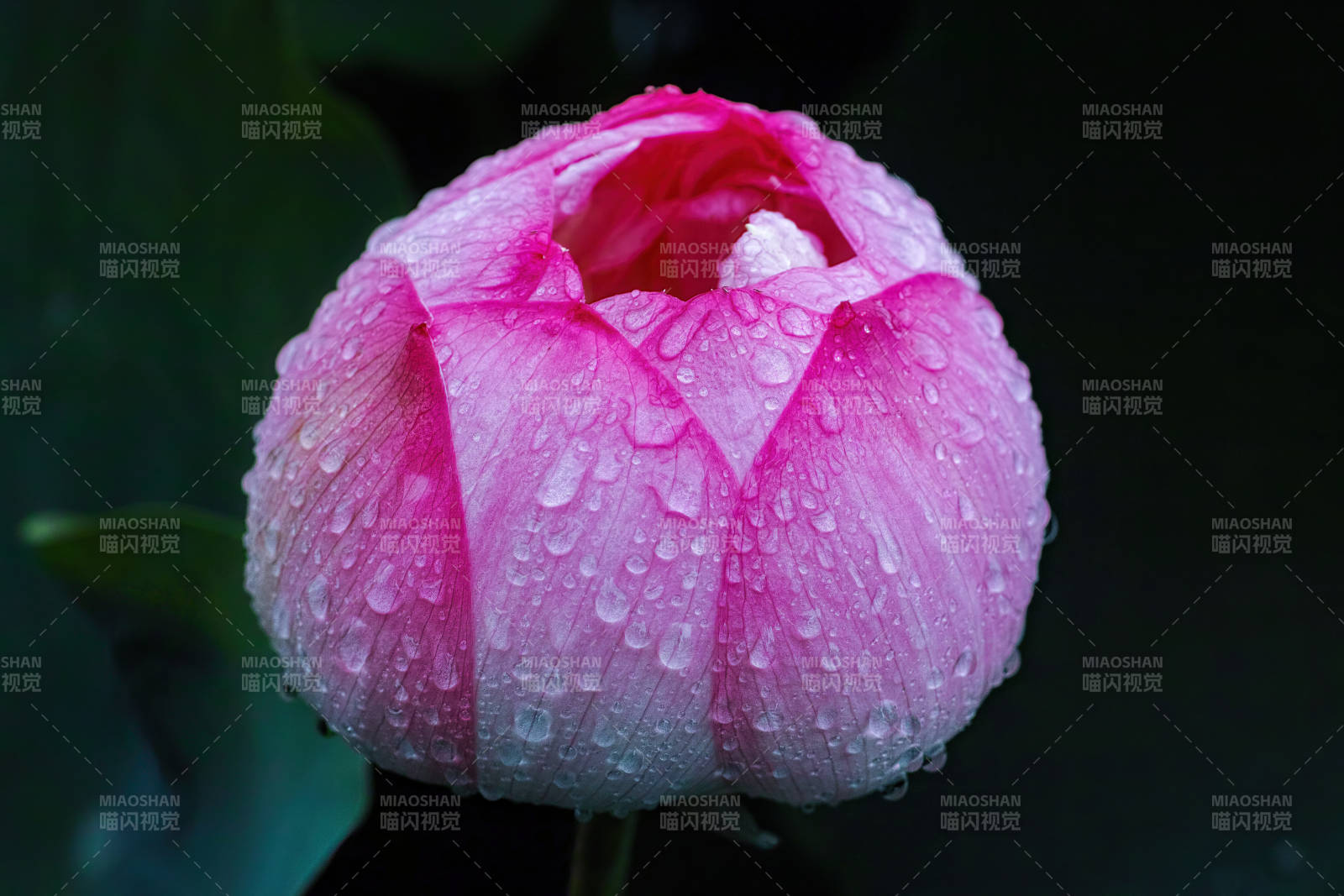 雨后粉莲含苞待放图片