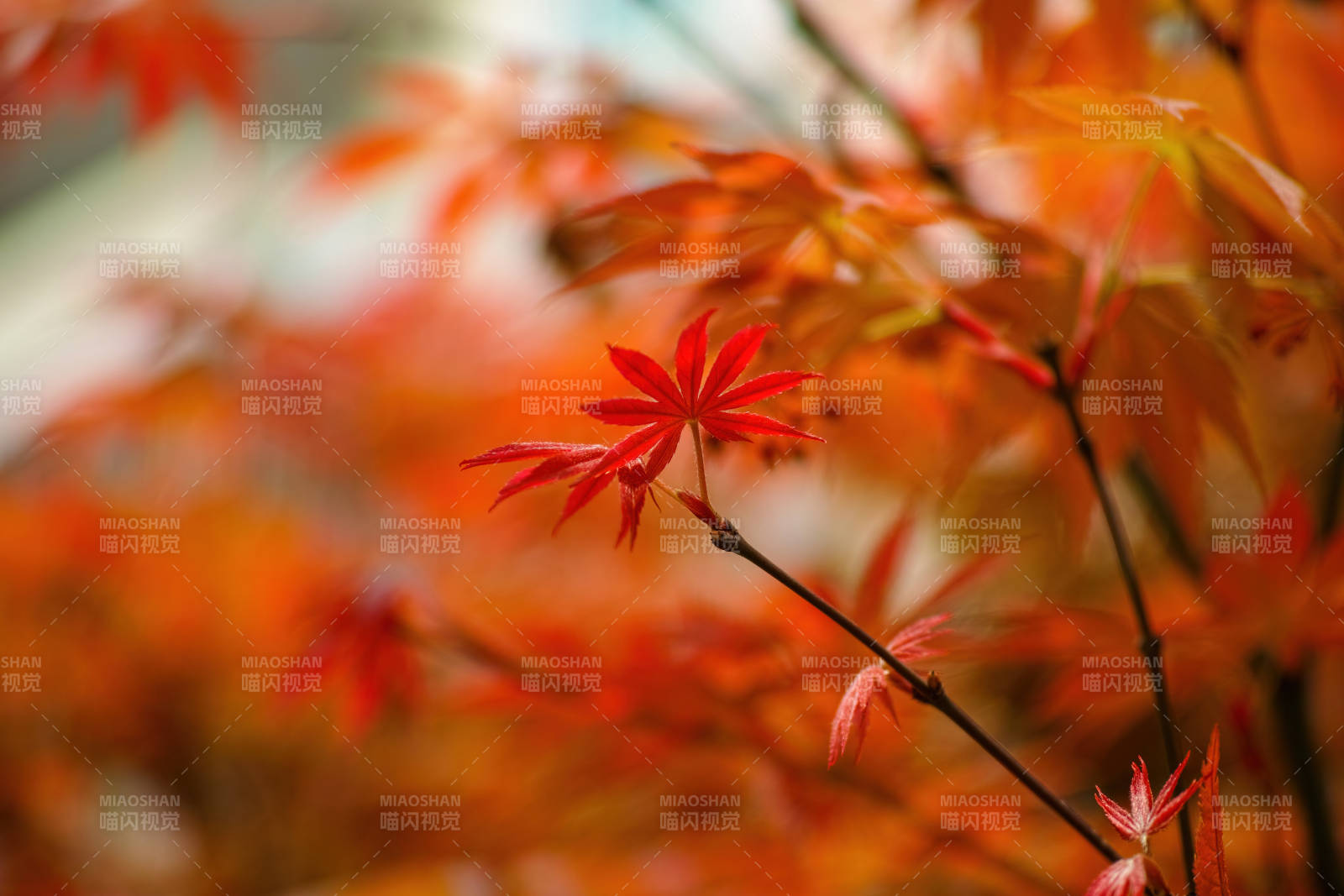 秋日红叶映枝头图片