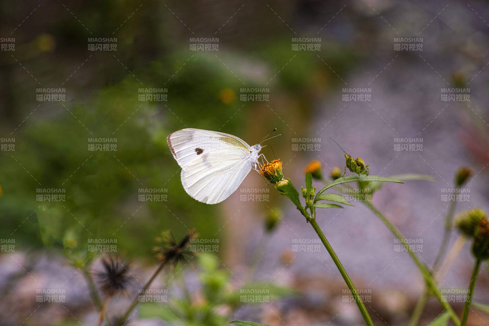白蝶停驻花间图片
