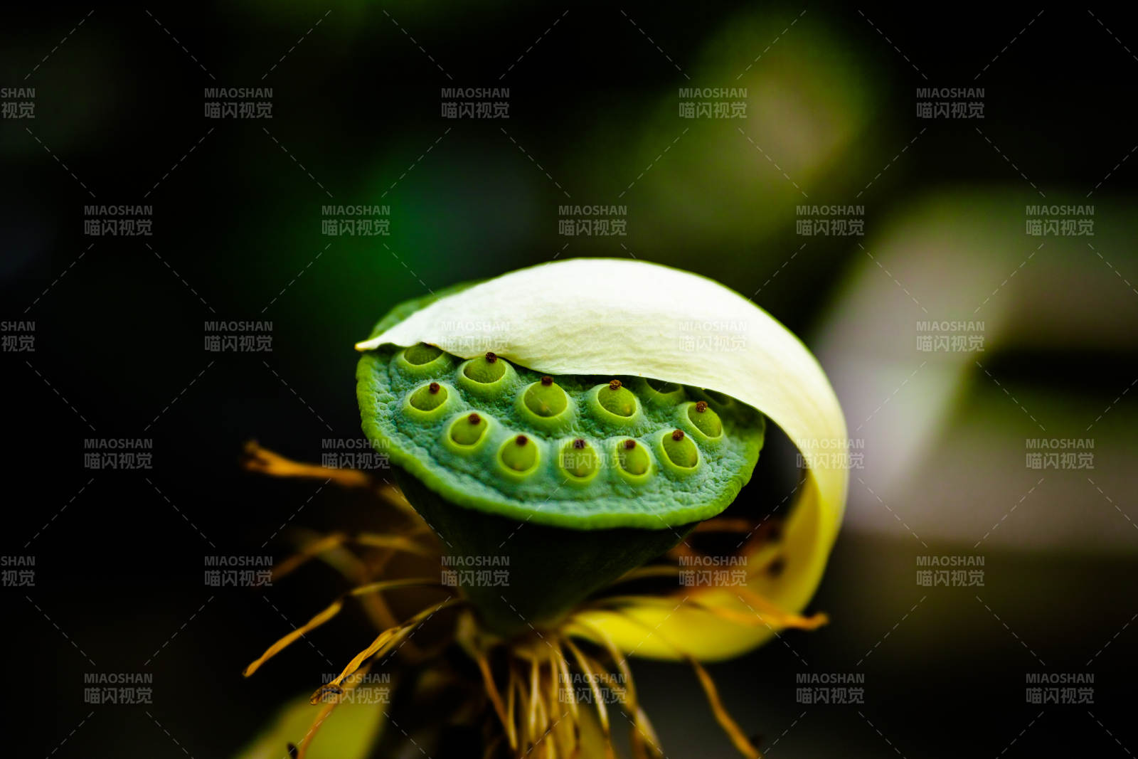 莲花种子的自然之美图片