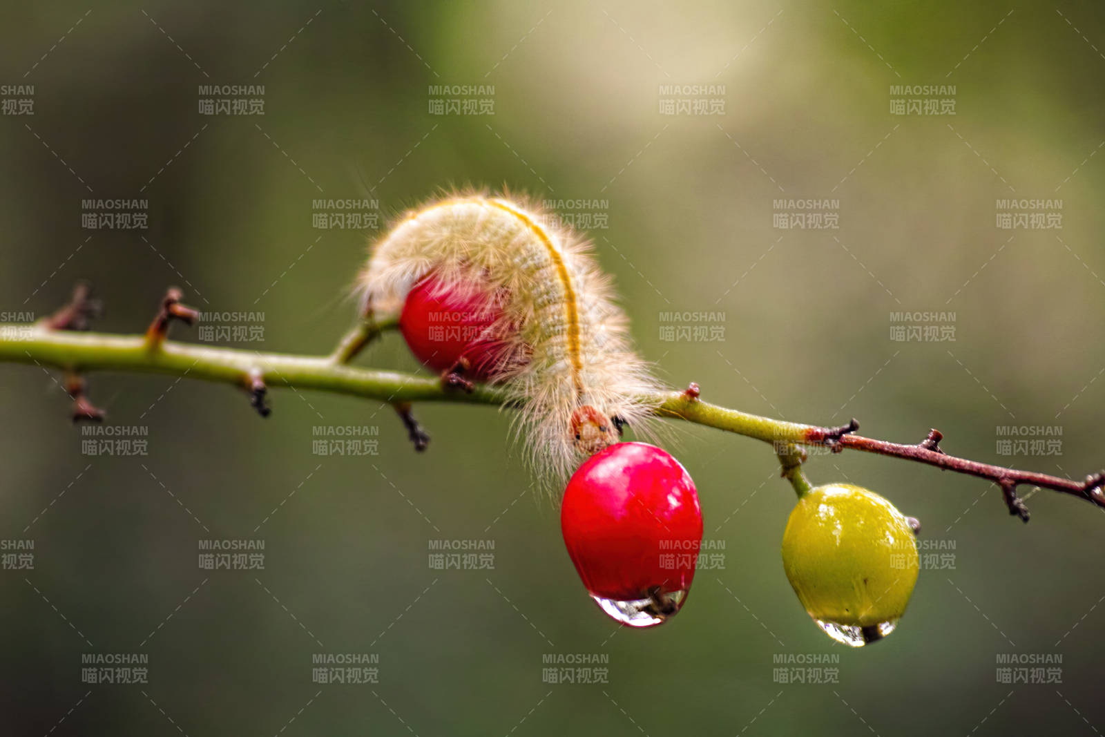毛虫与浆果的邂逅图片