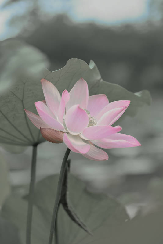 静谧池塘中的粉色莲花图片