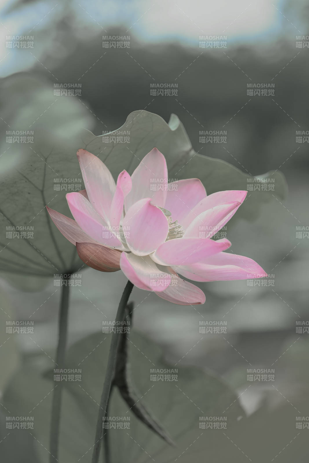 静谧池塘中的粉色莲花图片