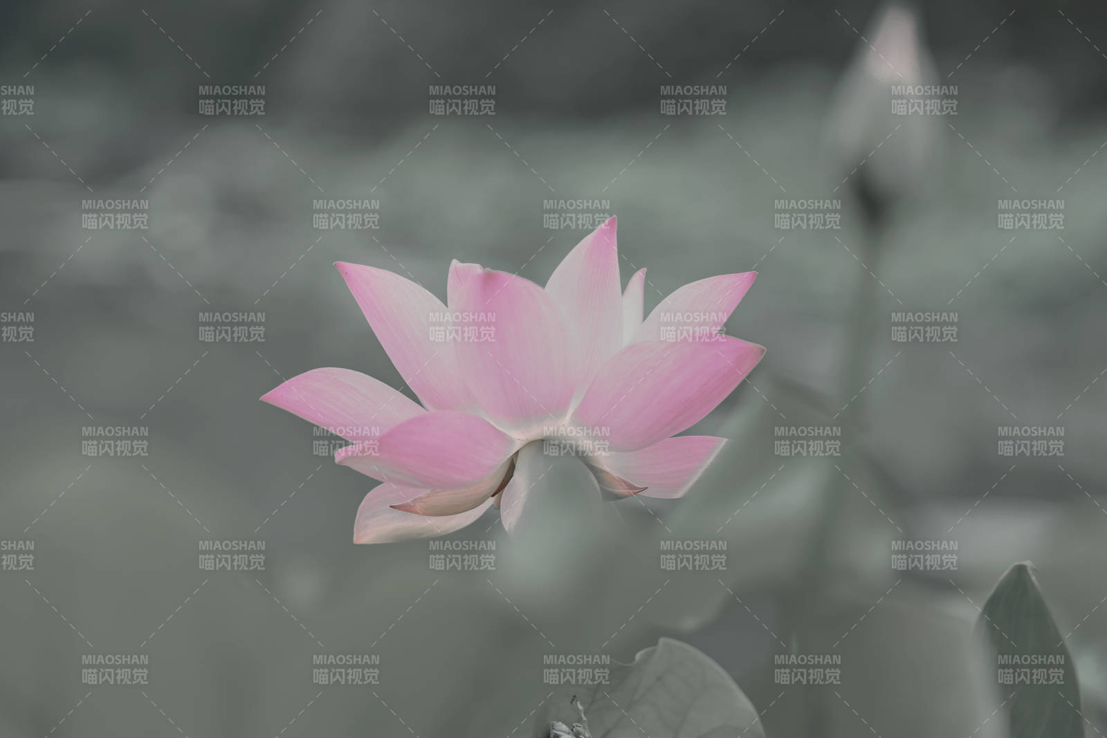 静谧池塘中的粉色莲花图片