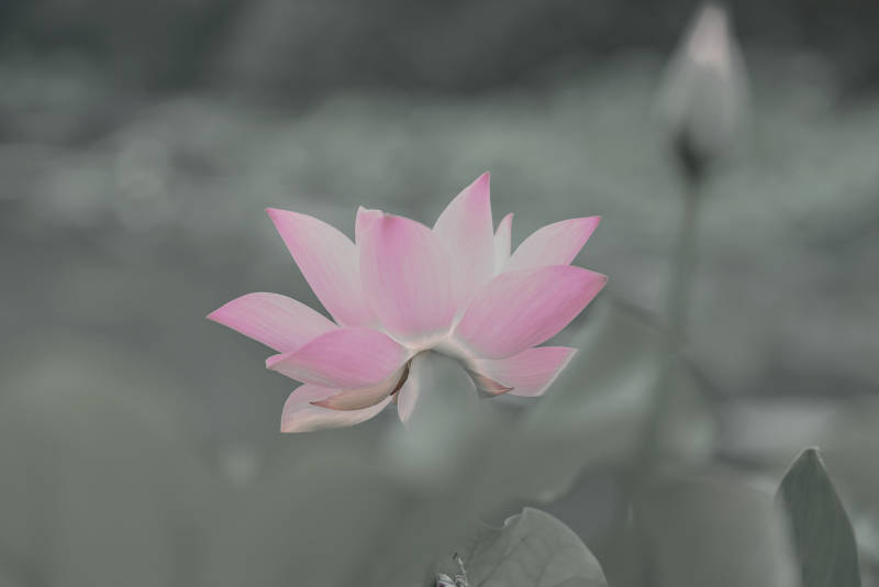 静谧池塘中的粉色莲花图片