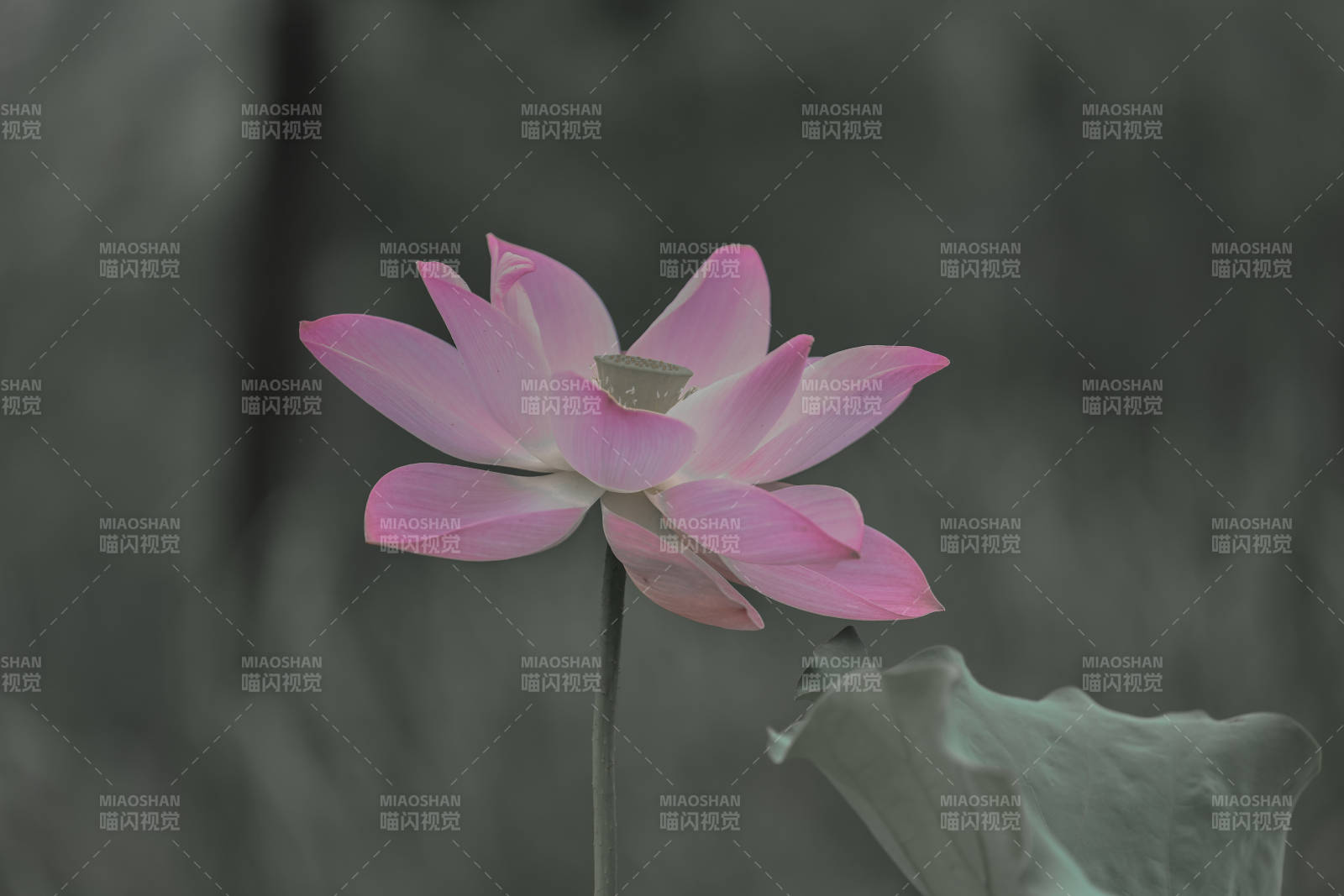 粉莲静谧 幽雅绽放图片