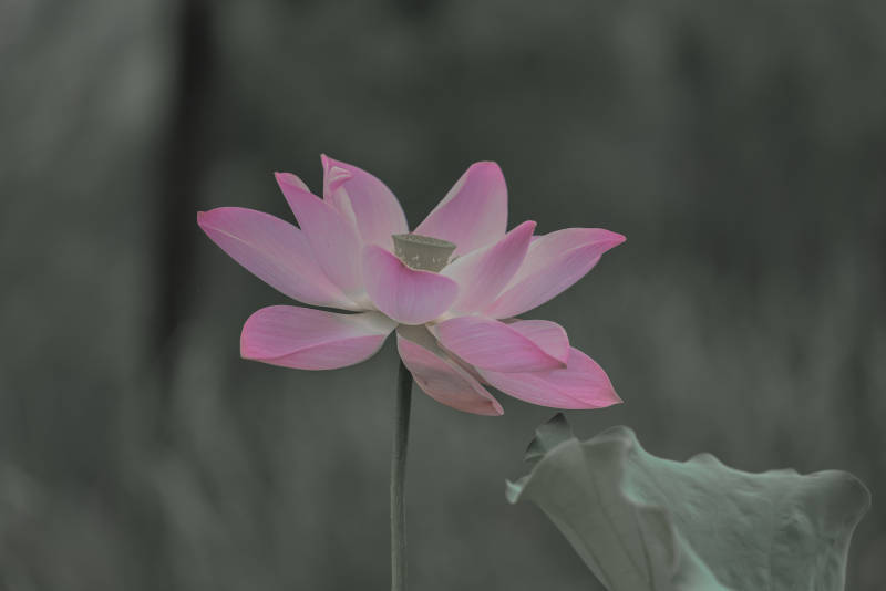 粉莲静谧 幽雅绽放图片