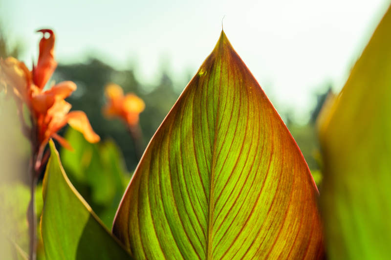 阳光下的美人蕉图片