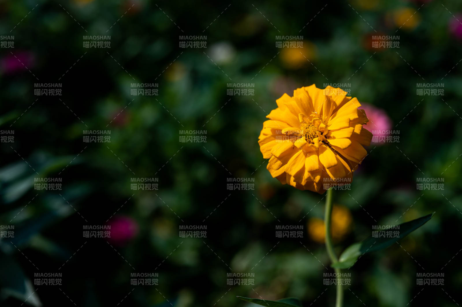 阳光下的百日菊图片