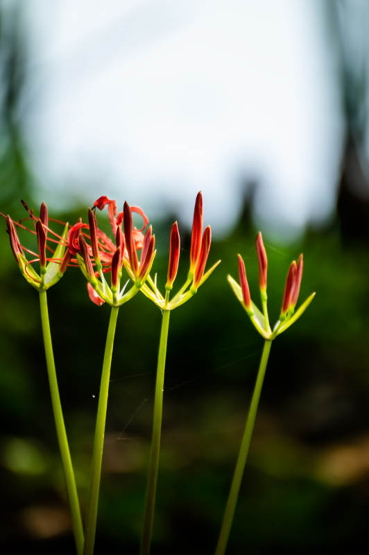 彼岸花绽放图片