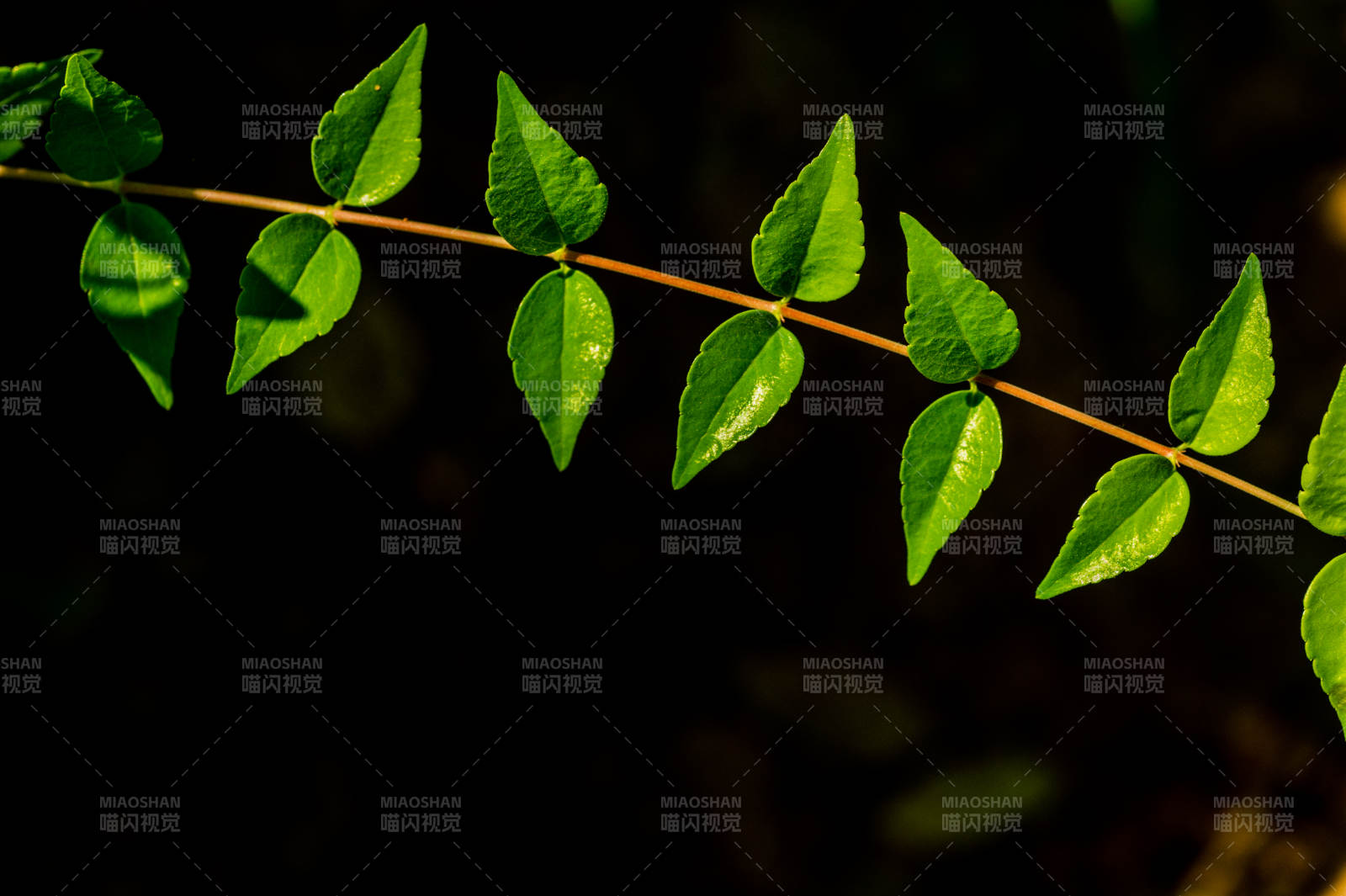 绿叶枝条 光影交错图片