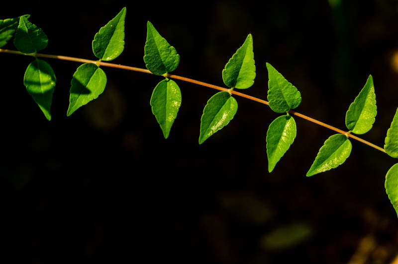 绿叶枝条 光影交错图片