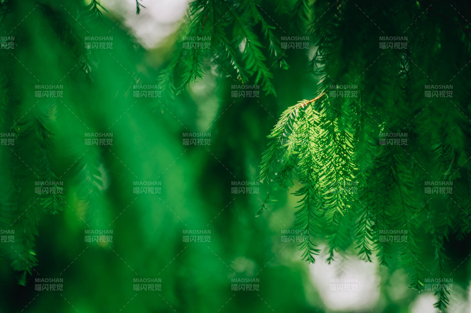 绿意盎然的枝叶特写图片