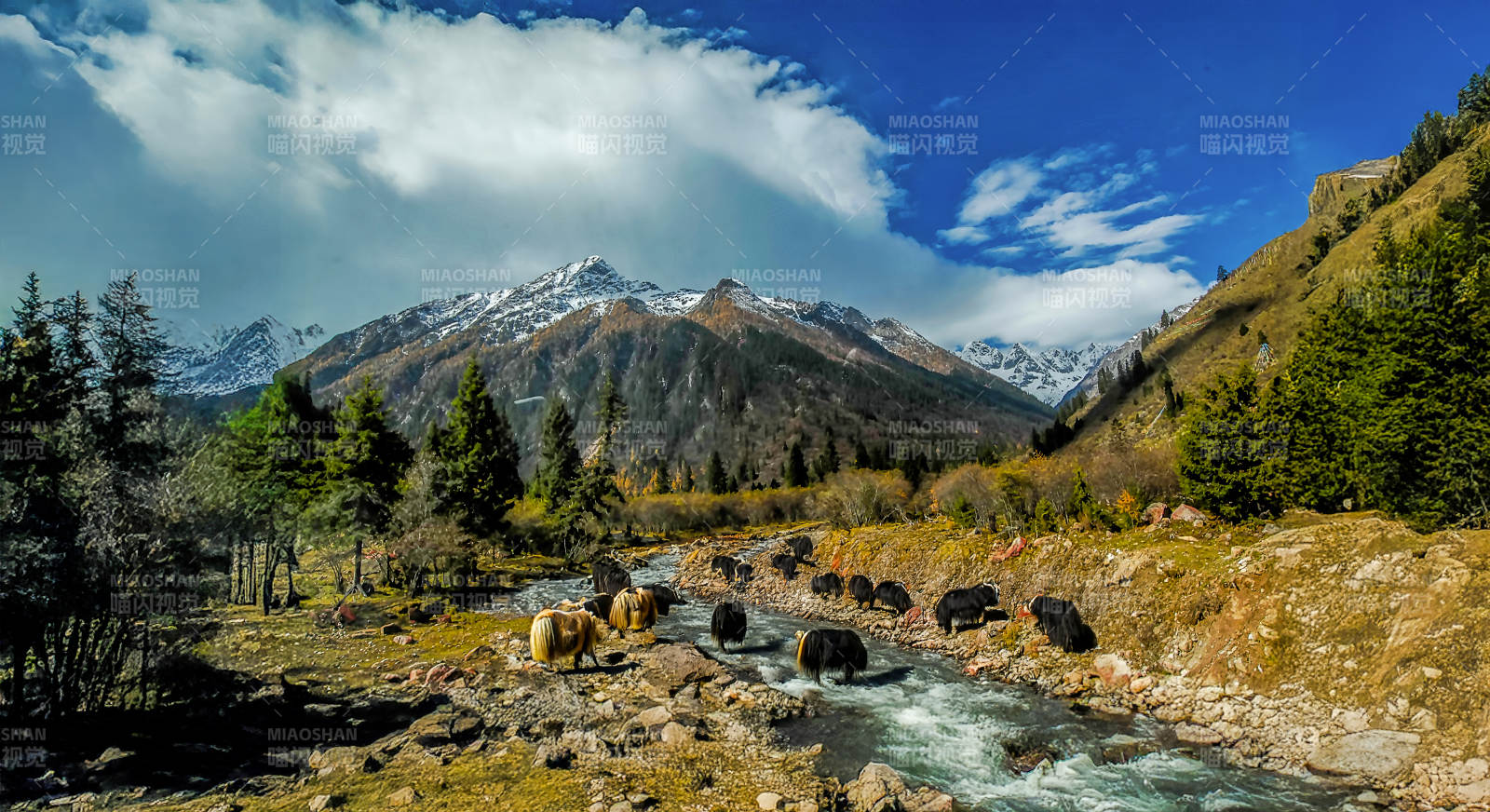 雪山溪流牦牛群（远眺川西雪山）图片