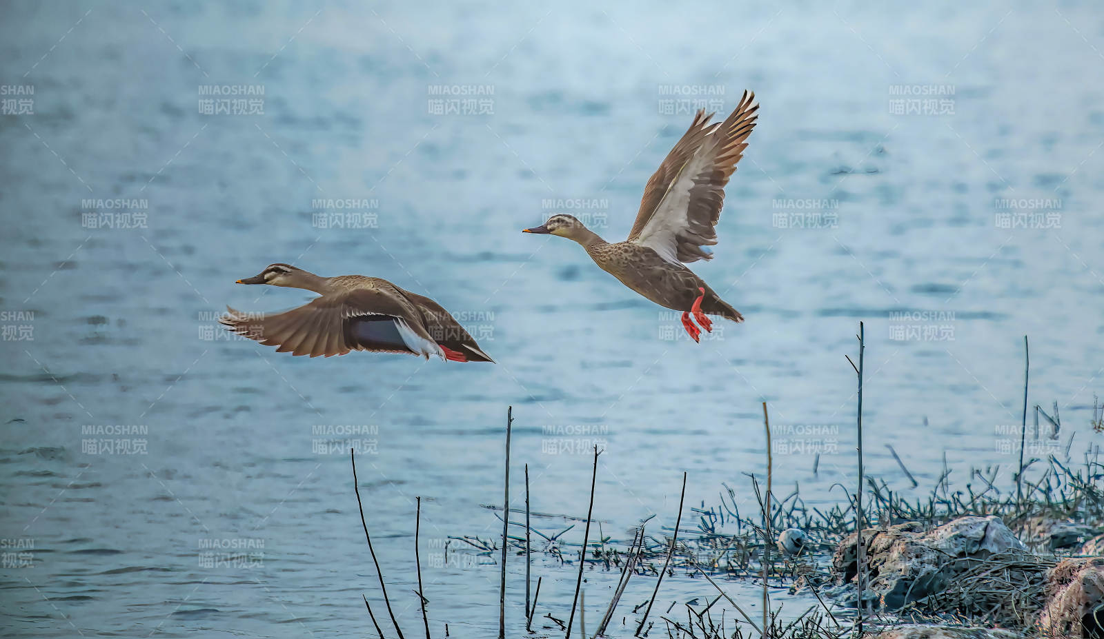 双鸭飞掠水面 宁静湖景图片