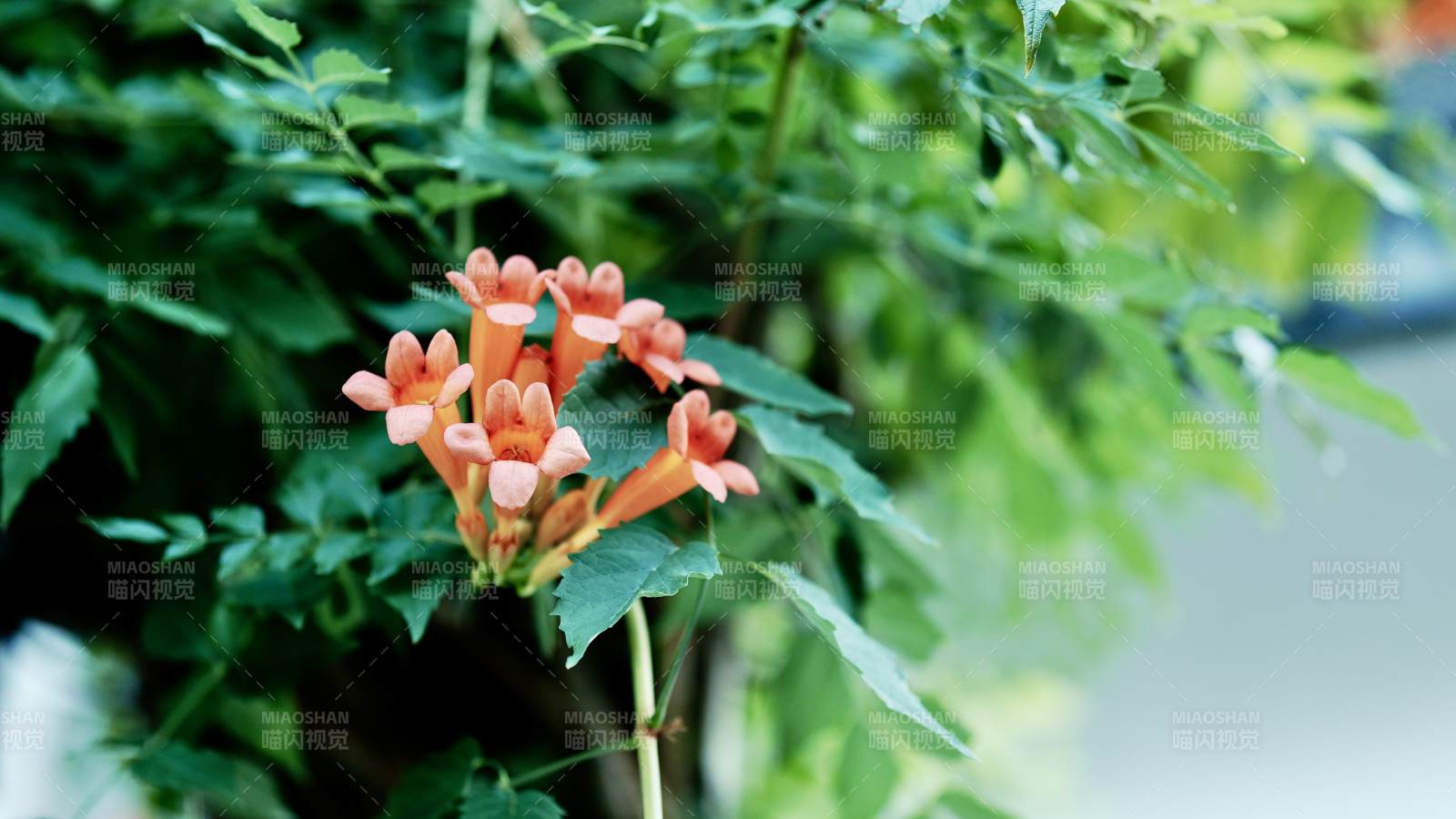 橙色凌霄花绽放枝头图片