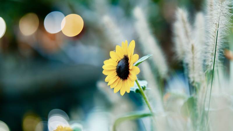 向日葵与光影的温柔邂逅图片