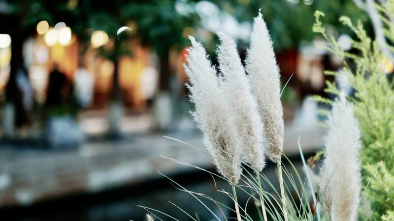 芦苇随风摇曳 夜景朦胧图片
