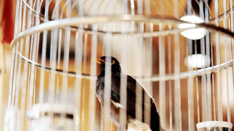 笼中的鸟儿静待飞翔图片