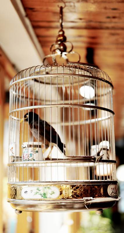 笼中鸟 静谧时光的陪伴图片