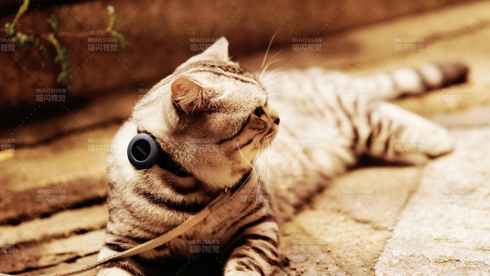 悠闲的猫咪时光图片