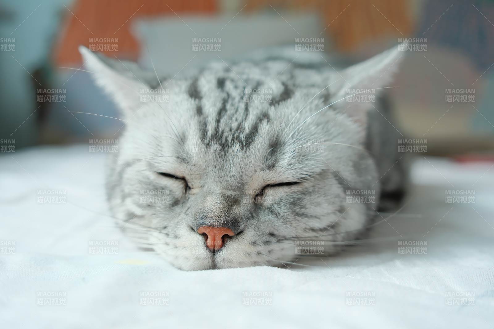 猫咪熟睡 温馨宁静图片