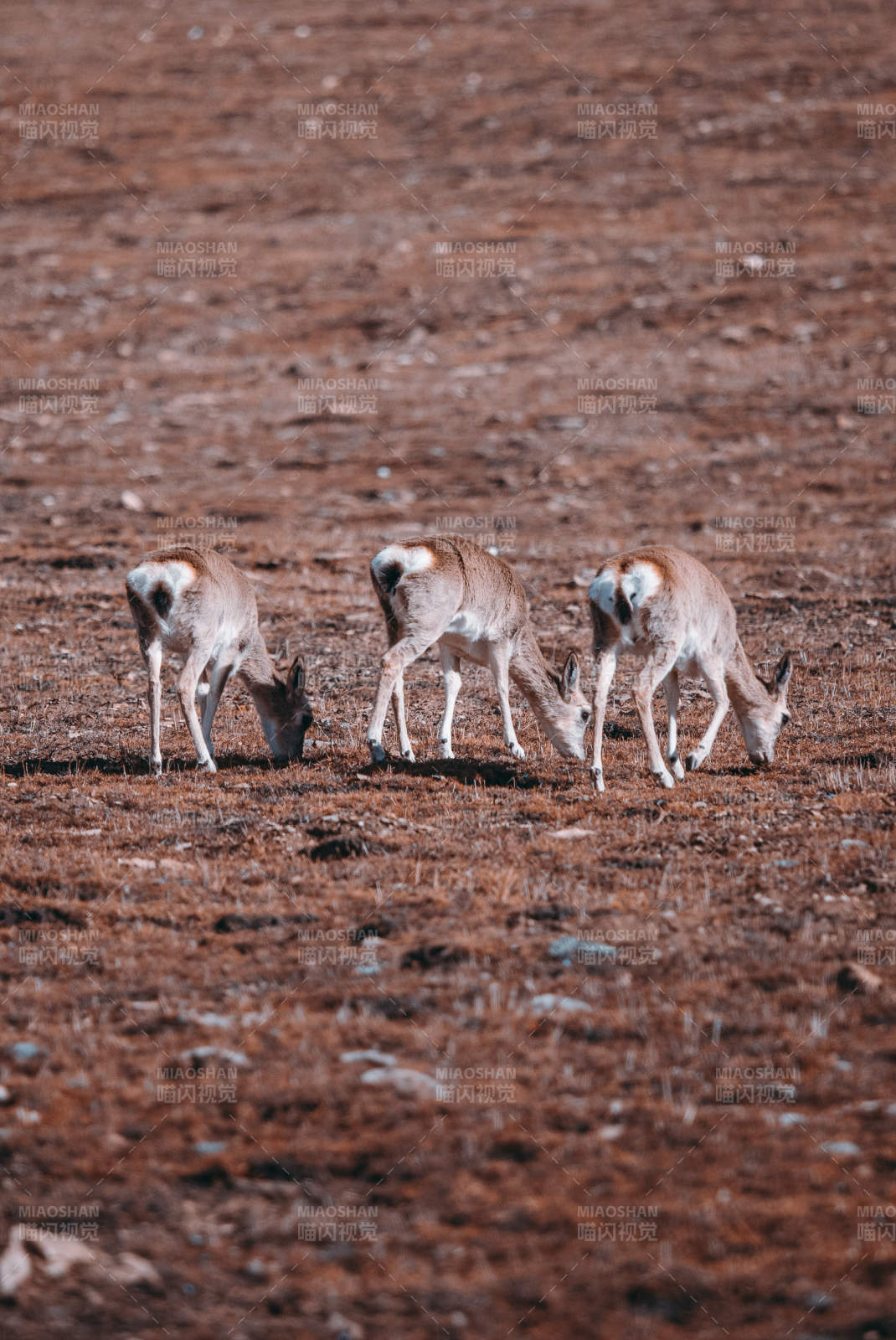 三只羚羊在红土上觅食图片