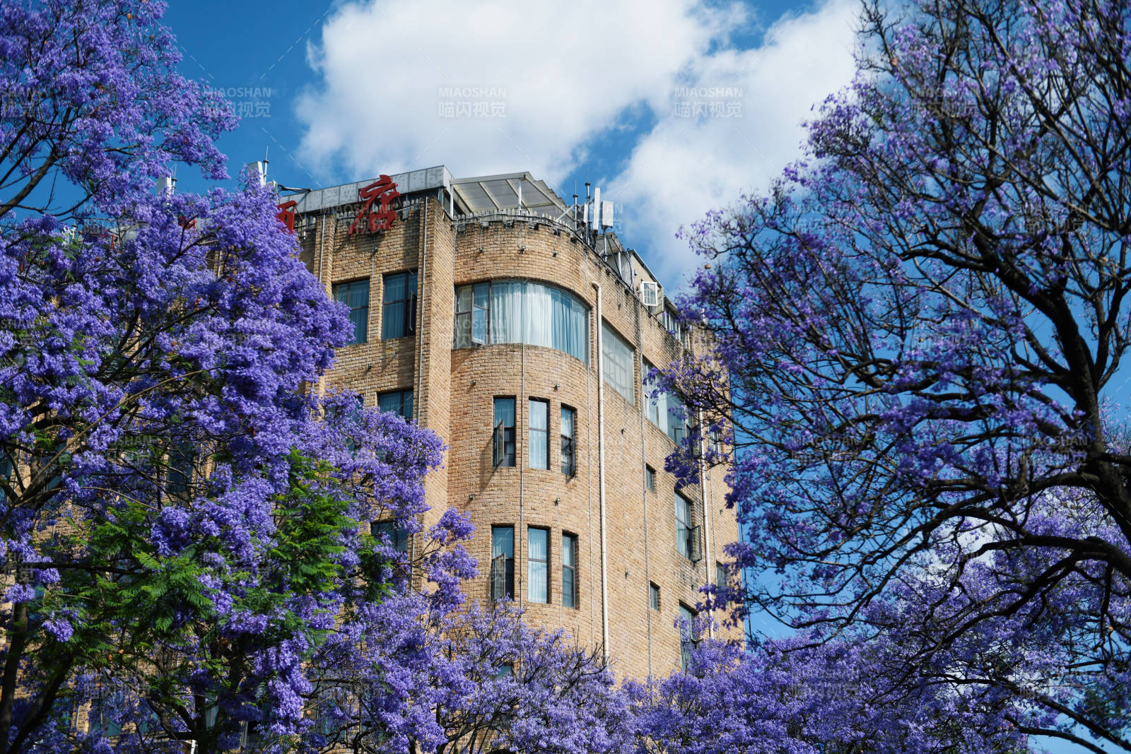 紫花盛开的城市建筑图片