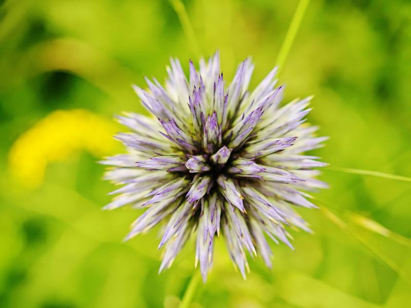 山中野花紫色刺球花的特写图片