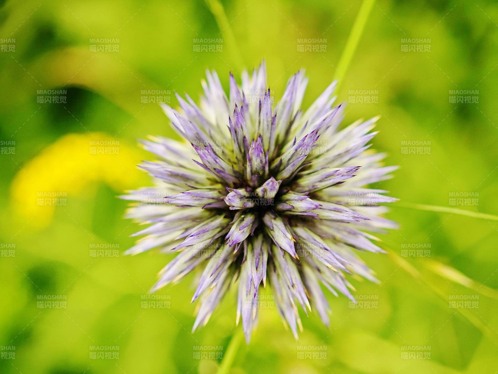 山中野花紫色刺球花的特写图片