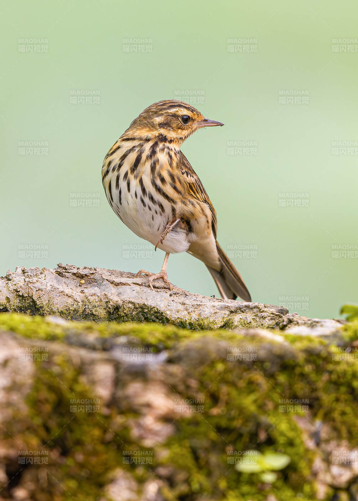 树鹨栖息于苔藓岩石上图片