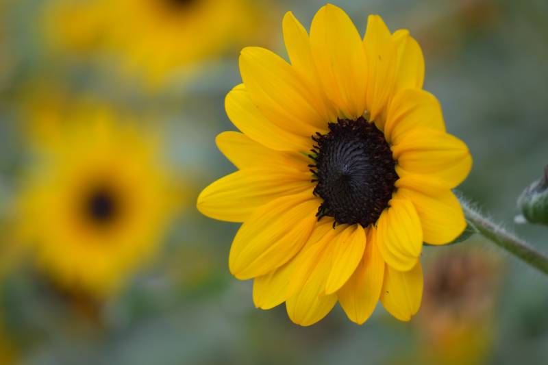 向日葵的明媚笑容图片