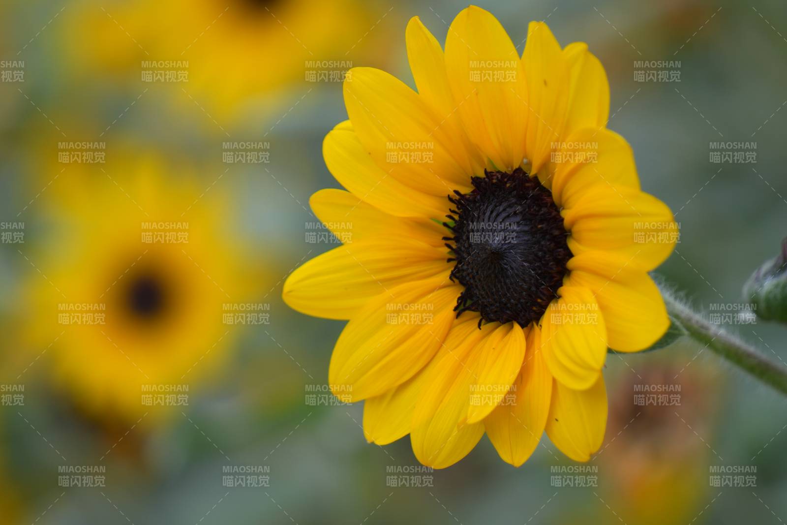向日葵的明媚笑容图片