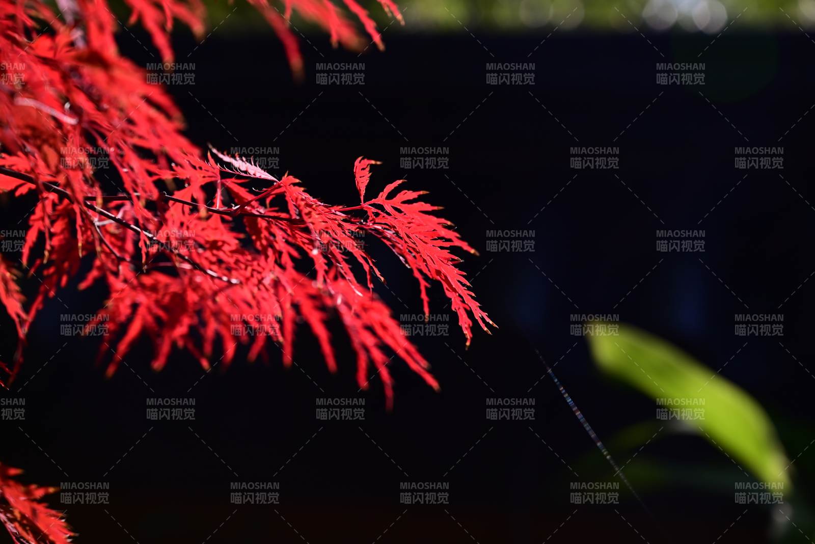 红叶映夜 静谧之美图片