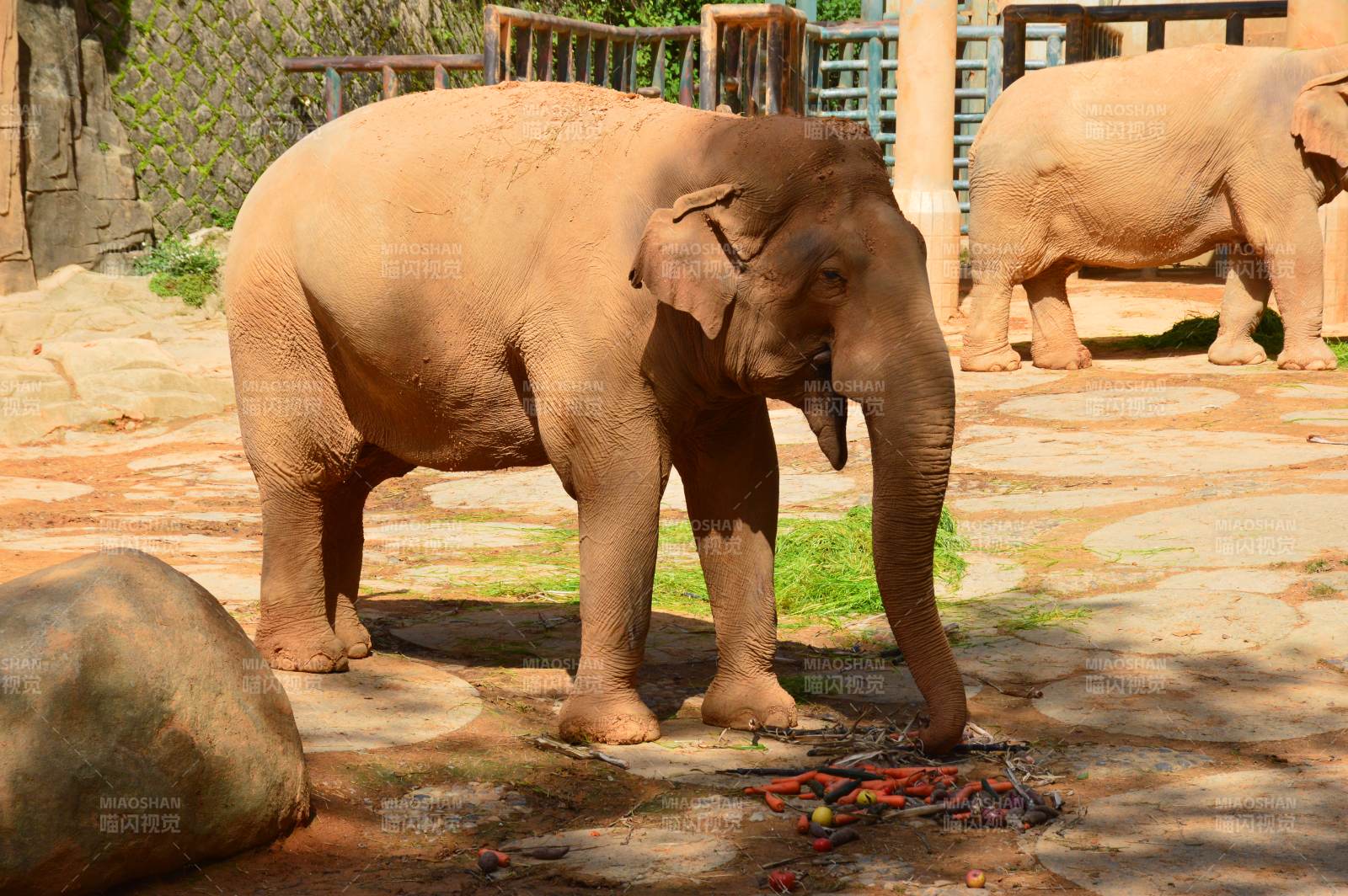 大象在动物园散步图片