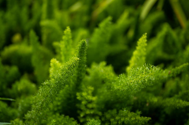 绿意盎然的植物特写图片